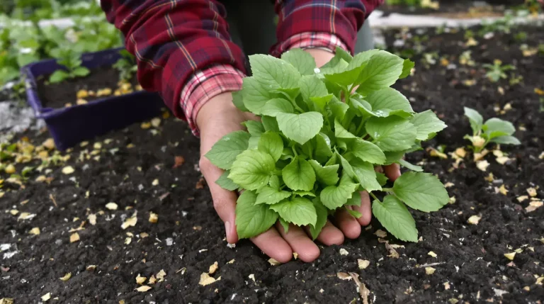Elle passe tout l’hiver dehors et finit dans vos assiettes : la plante qu’on devrait tous semer Elle passe tout l’hiver dehors et finit dans vos assiettes : la plante qu’on devrait tous semer